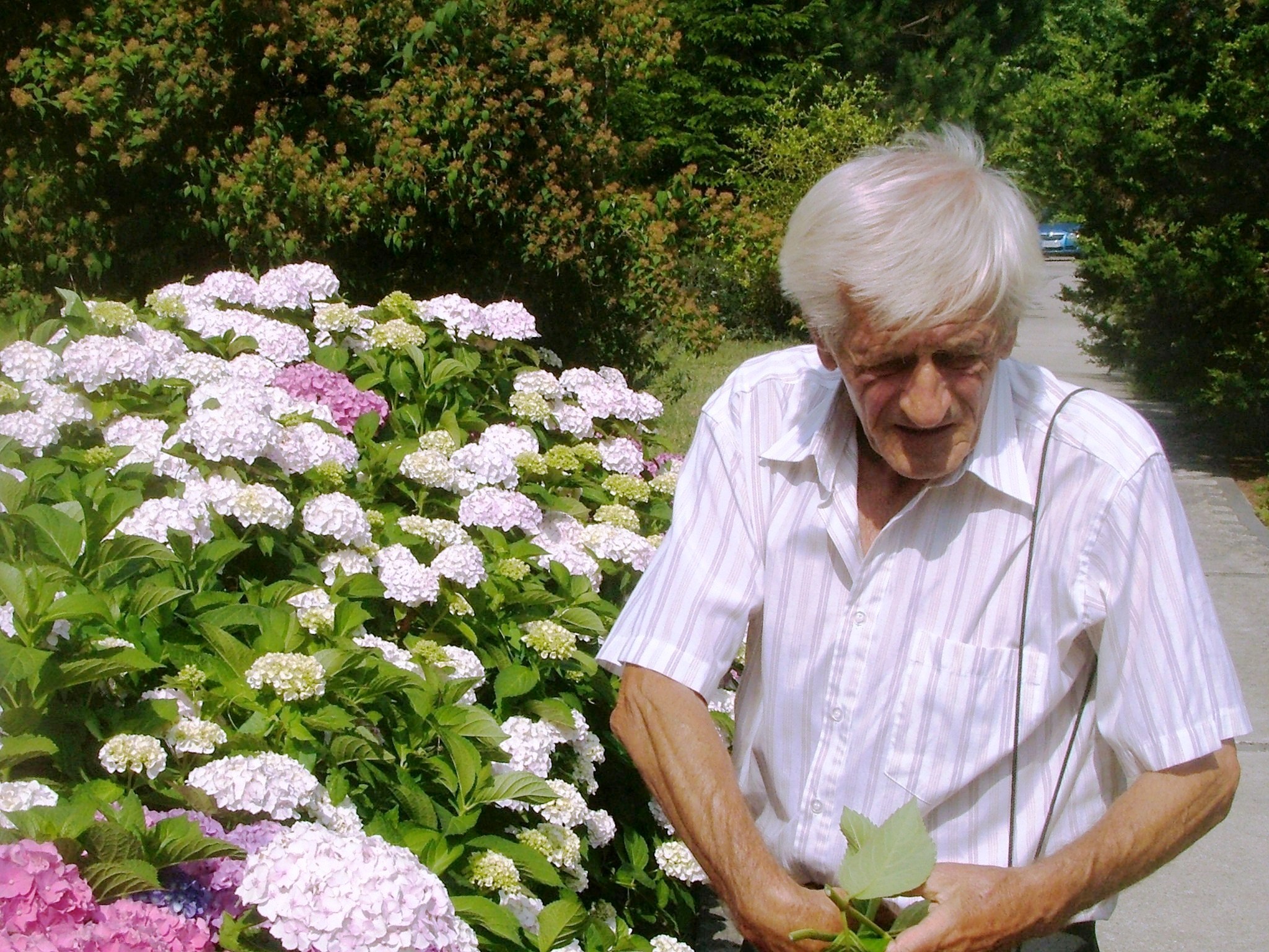 J. Hečko (archív Botanickej záhrady Univerzity Pavla Jozefa Šafárika v Košiciach, foto K. Pánik).